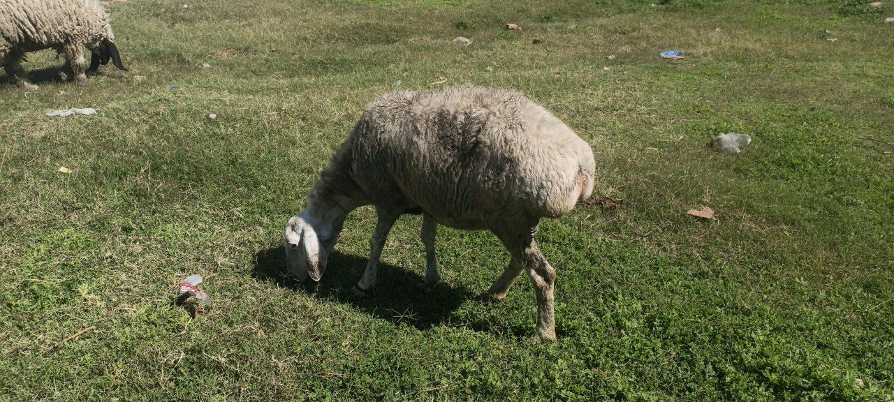 Dumba for sale near I-14, Islamabad