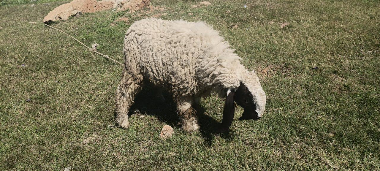 Dumba for sale near I-14, Islamabad