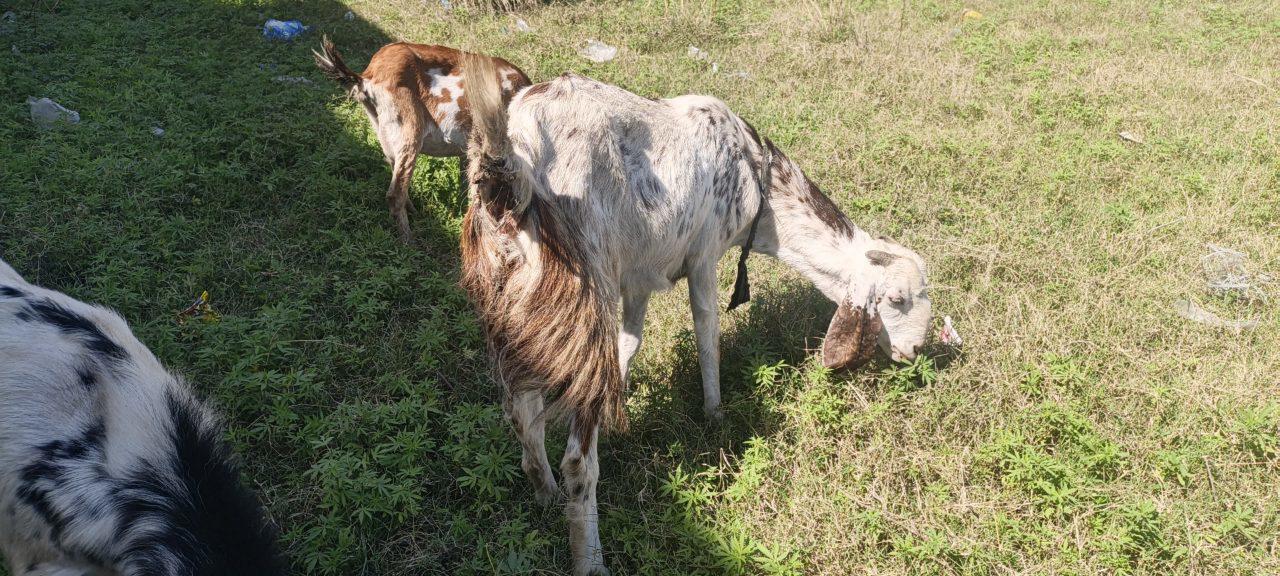 Healthy Goat