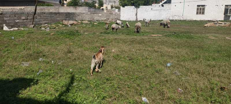 goat for Eid-Ul-Adha
