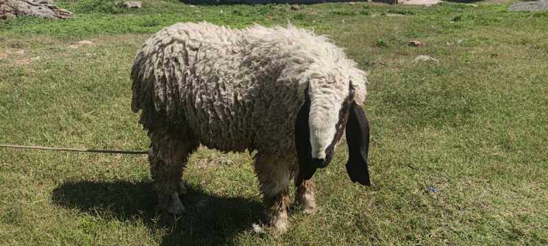 Male Dumba for Eid-Ul-Adha
