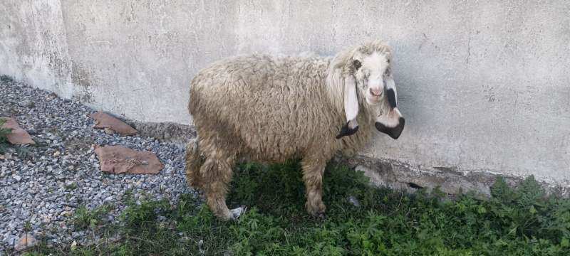 Healthy Dumba available for Eid-Ul-Adha