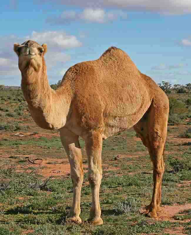 best camel in market
