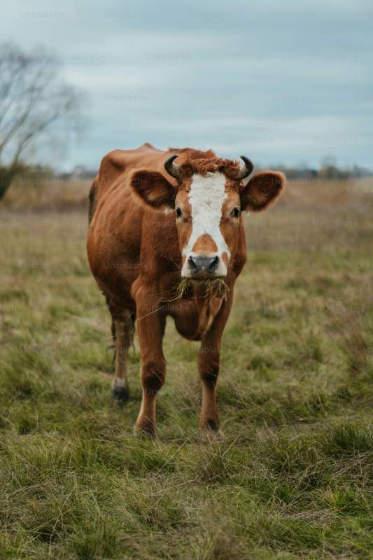 cow