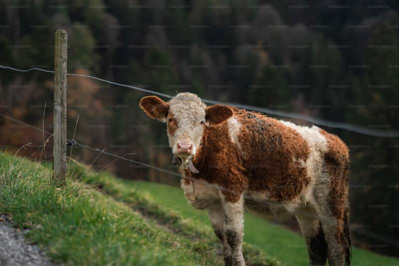 cow
