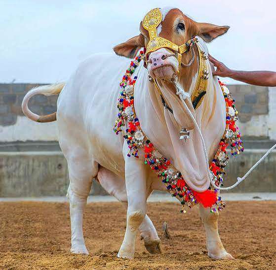 Best Qurbani Option