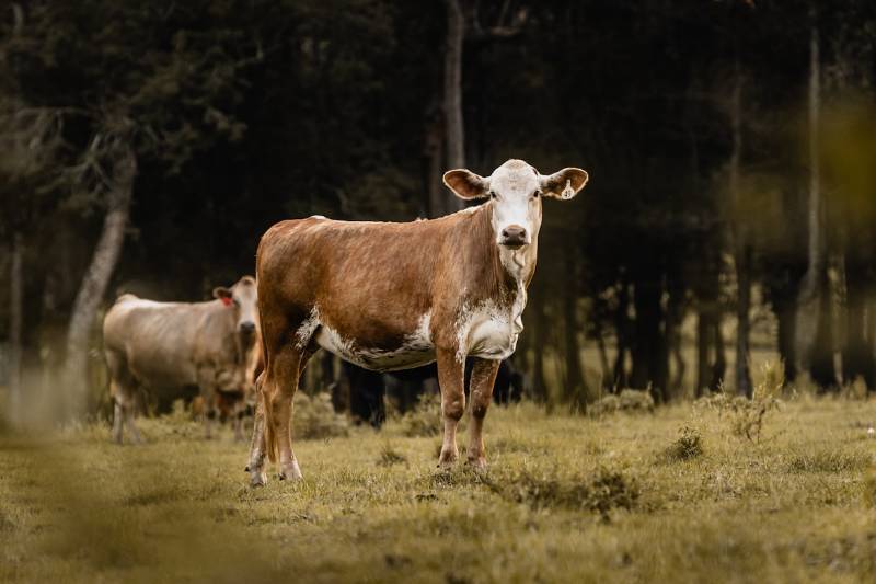 cow
