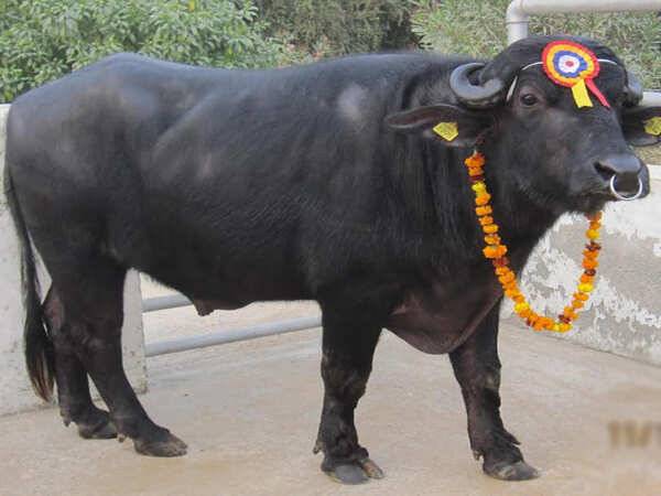 Best Bull in the market on reasonable price