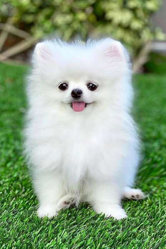 Beautiful Dog for Sale