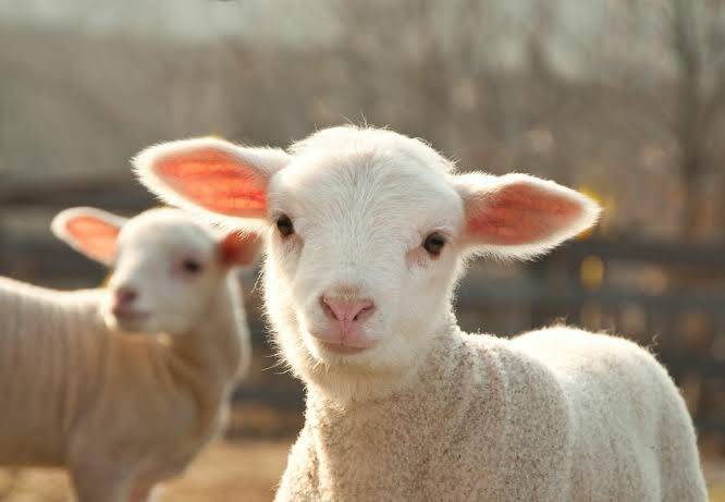 sheep available for farming