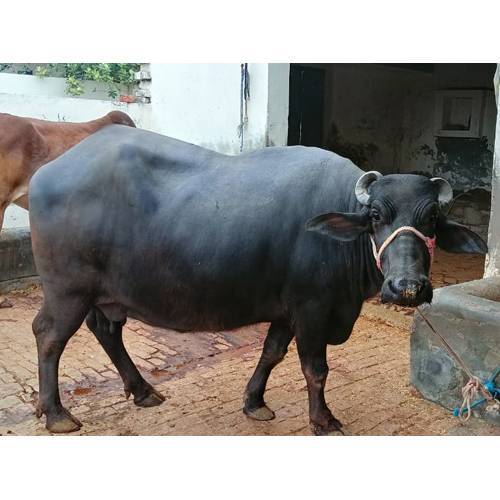 Buffalo for Sale with reasonable price