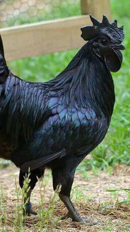 Ayam Cemani for Sale
