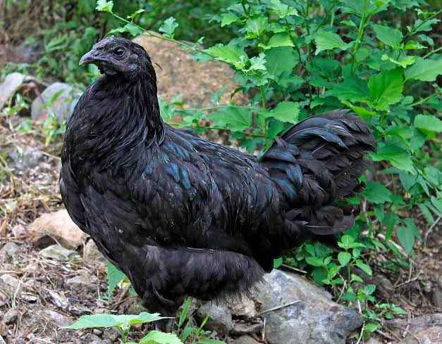 Ayam Cemani for Sale