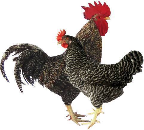 best Breeds pair Hens