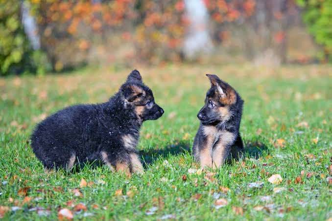 dogs available for Sale