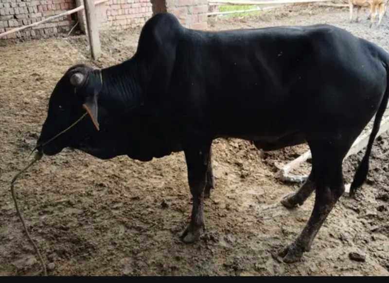 High Quality Bachry Qurbani 2026