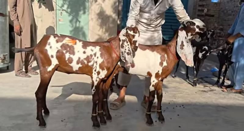best Jora for sale for Eid-Ul-Adha