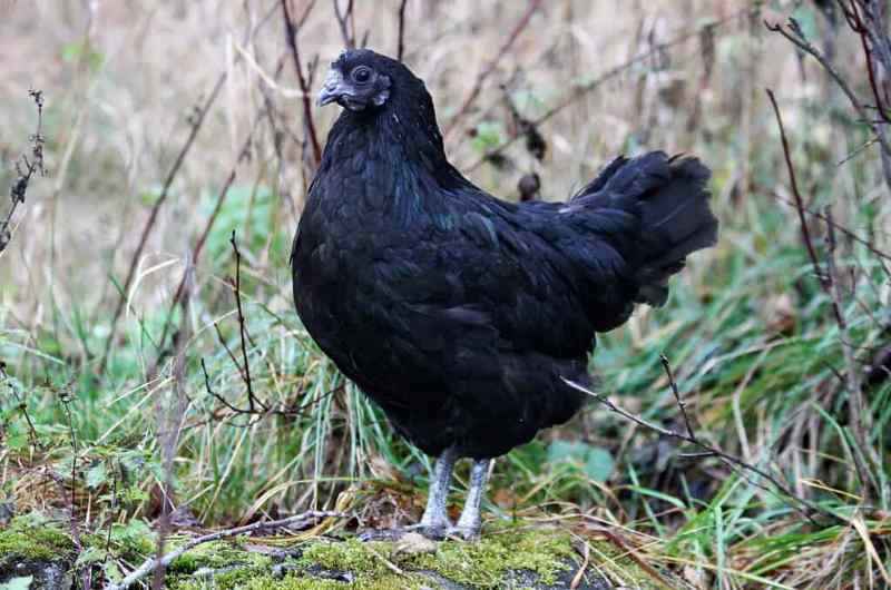 Swedish Black