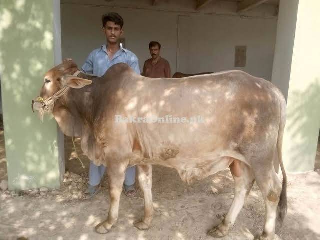 best Option for Qurbani in Sukkar