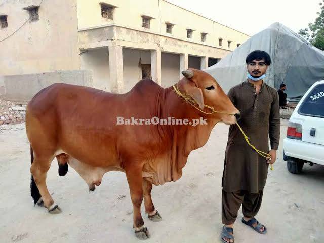 Good Qurbani Janwar in Multan