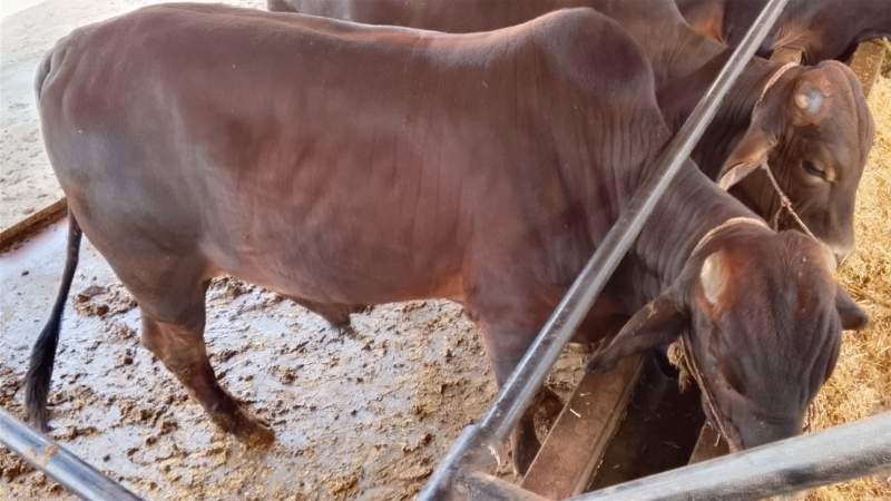 Calf's for sale