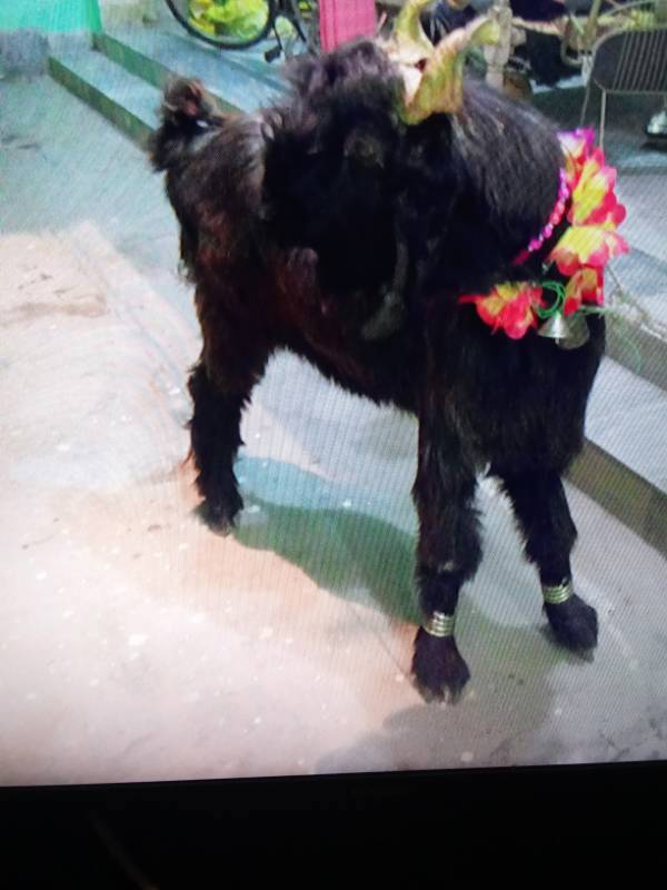 Healthy male goat