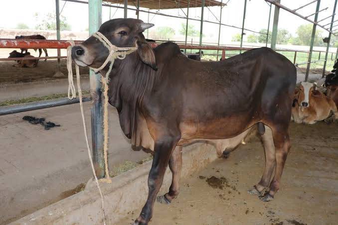 Healthy Cow For Qurbani