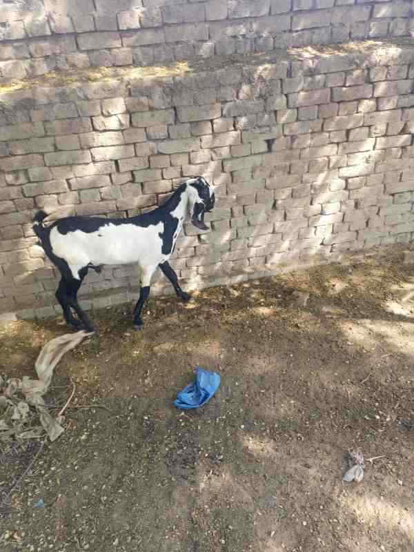 Healthy male goat