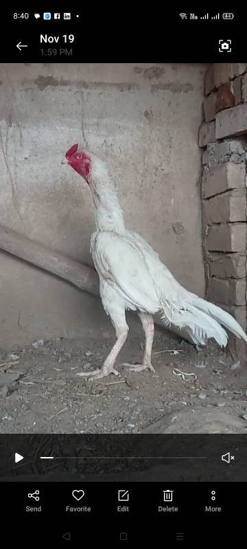Aseel Heera Breed