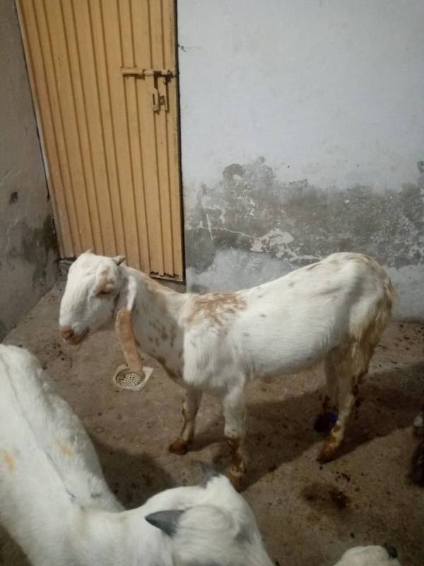 Healthy male goat