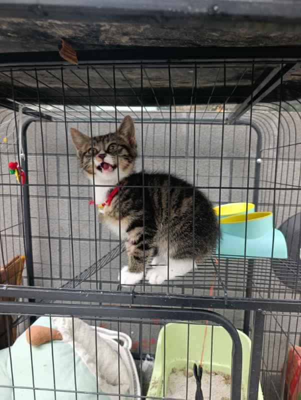 Beautiful Cat for sale