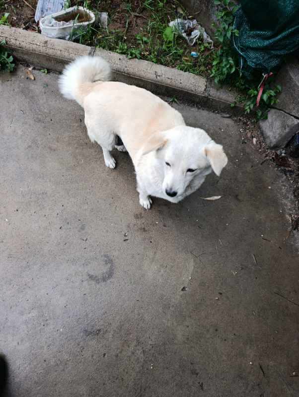 Russian 2 years Bitch for sale