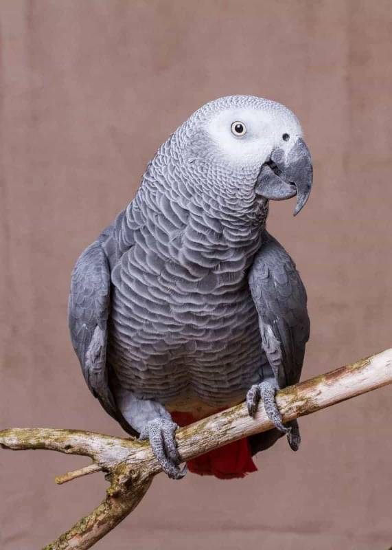 African Gray Parrot