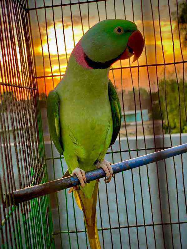 Raw Parrot