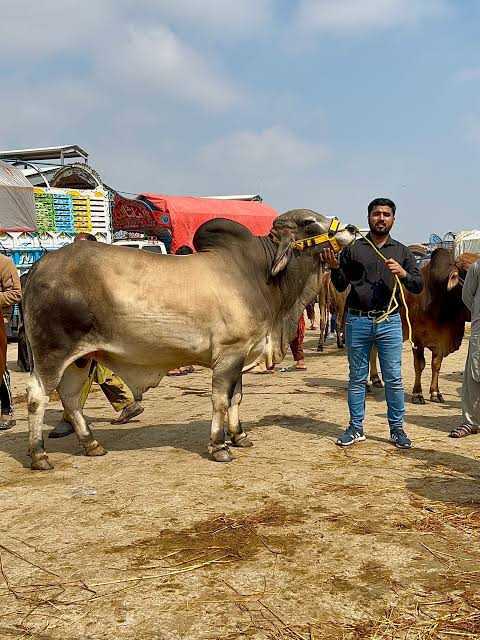 bull for sale in Malakand Dargai