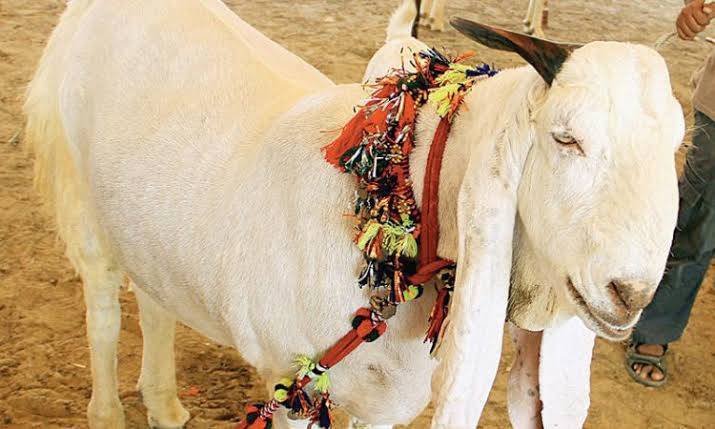 best Goat for Eid-Ul-Adha