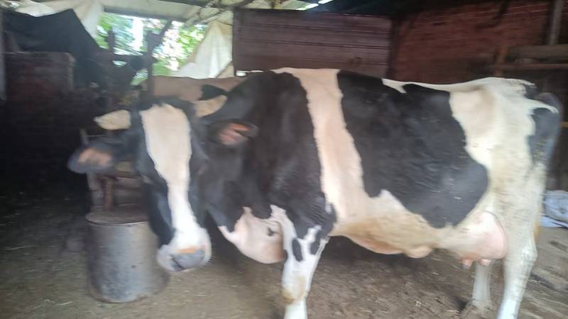 Beautiful Cow for Sale