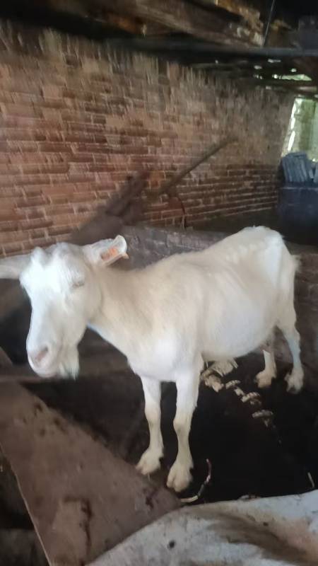 Beautiful Bakra