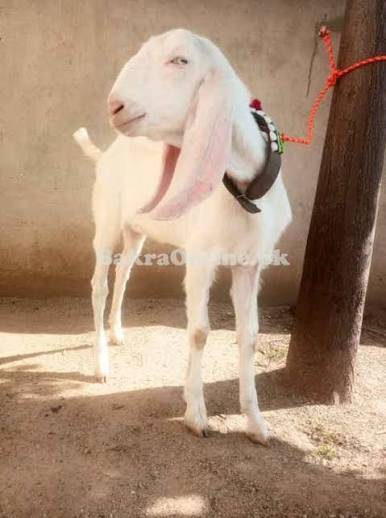 best Goat for sale during these days of Eid-Ul-Adha