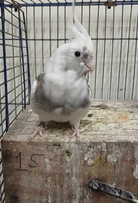 Parot