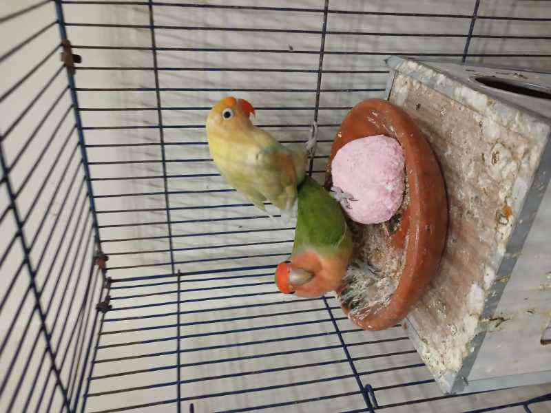 Love Birds type Parot