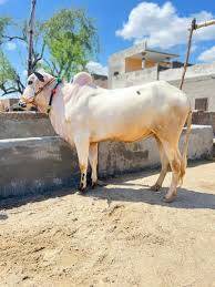 best bull for sale in Dargai Malakand