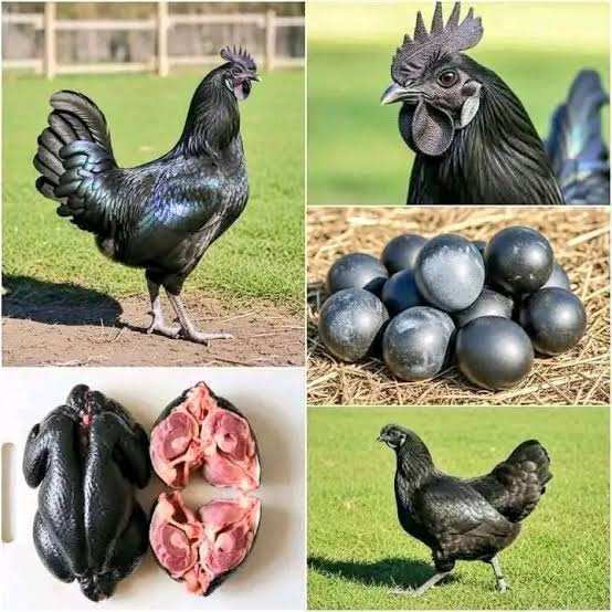 Ayam Cemani for Sale  pair