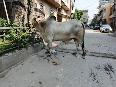 cow for sale in Dargai Malakand