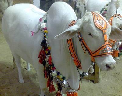 Sahiwali Qurbani Option
