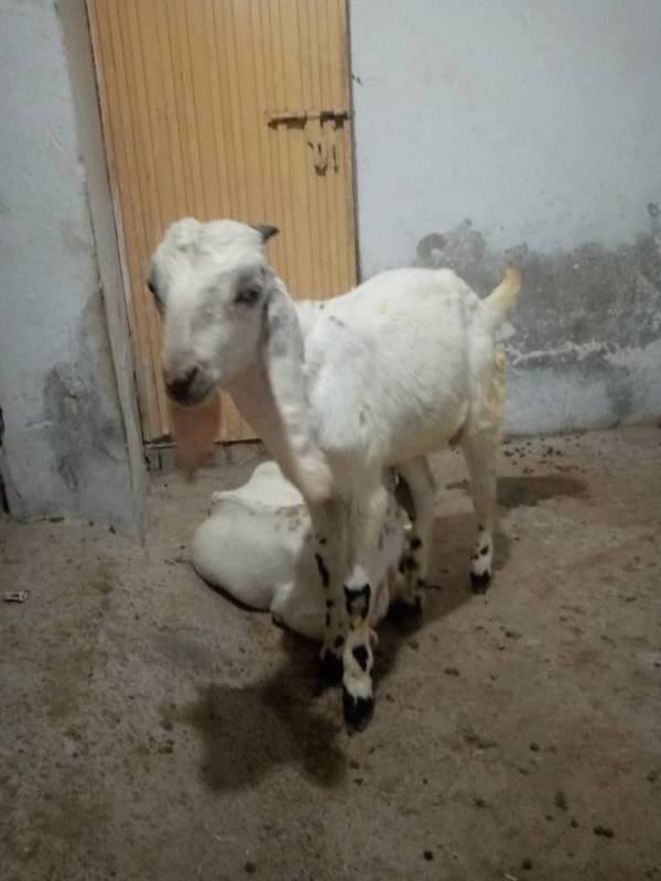 Healthy male white goat