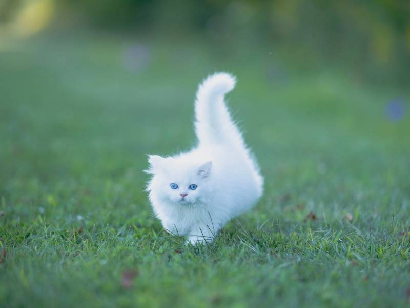 cat for sale in Malakand