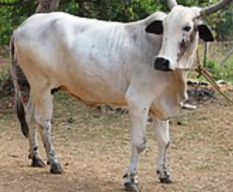 Qurbani bull