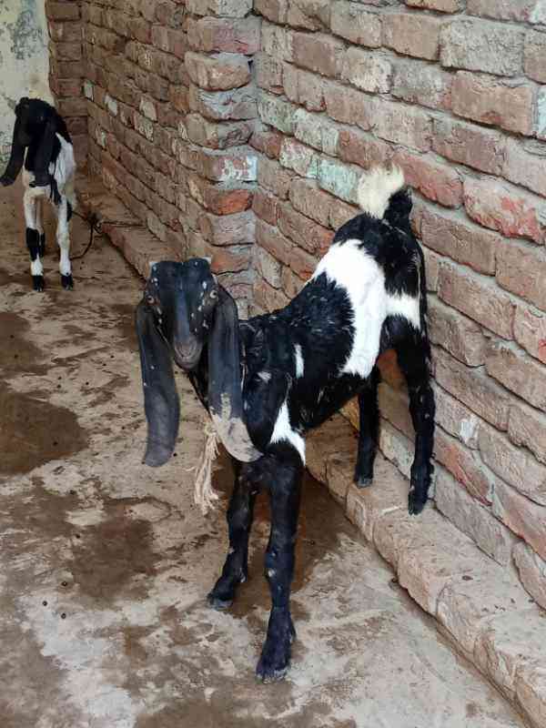 Healthy female goat