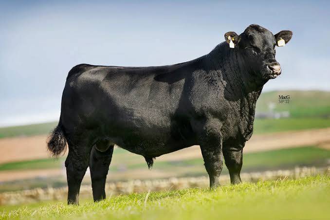 Austrailian Bull